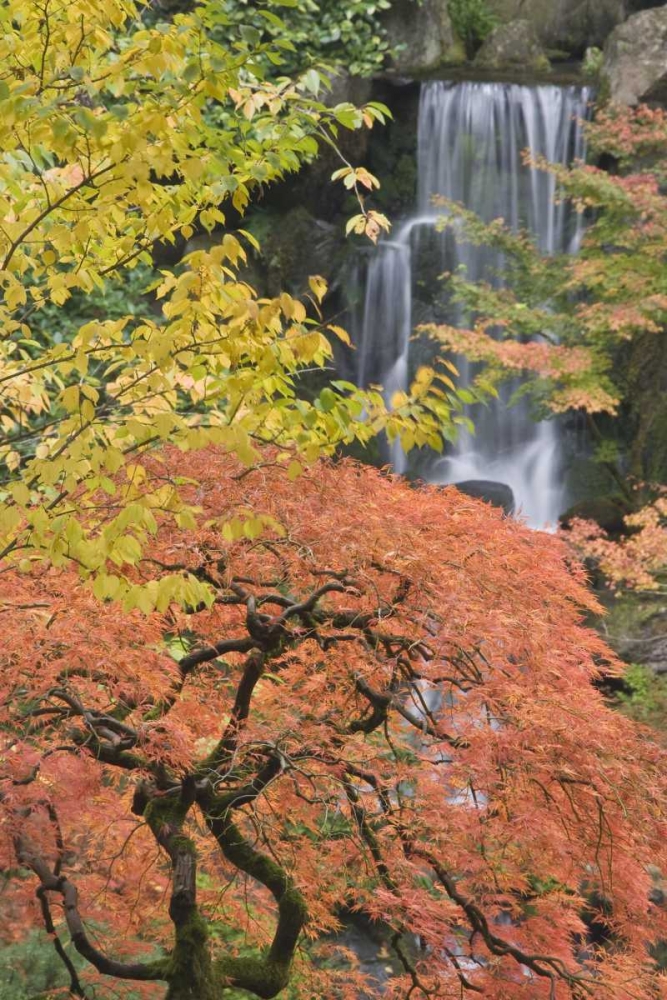 Oregon, Portland Japanese maple and waterfall art print by Don Paulson for $57.95 CAD