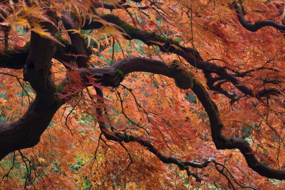 Oregon, Portland Japanese maple in autumn color art print by Don Paulson for $57.95 CAD