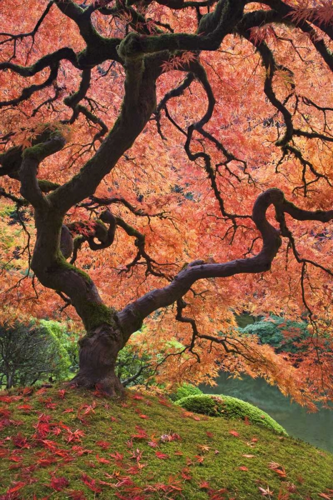 OR, Portland Japanese maple trees in autumn art print by Don Paulson for $57.95 CAD