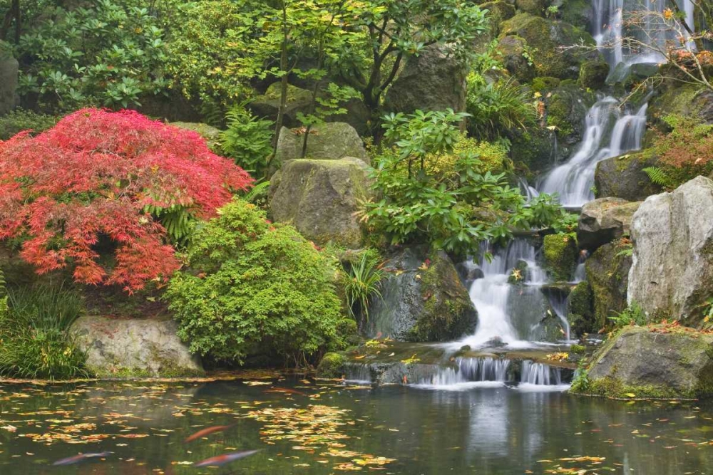 Oregon, Portland Waterfall flows into koi pond art print by Don Paulson for $57.95 CAD