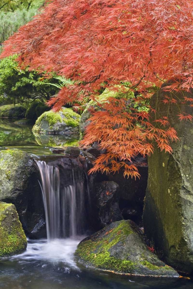 Oregon, Portland Waterfall and Japanese maple art print by Don Paulson for $57.95 CAD