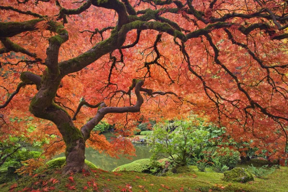 OR, Portland Japanese maple tree next to a pond art print by Don Paulson for $57.95 CAD