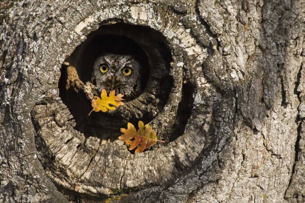 OR, Mosier Screech owl occupies knot hole art print by Don Paulson for $57.95 CAD