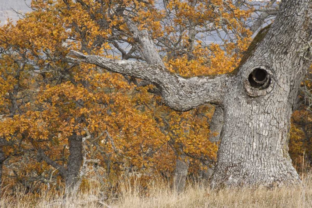 Oregon, Mosier Old oak tree with large knot hole art print by Don Paulson for $57.95 CAD