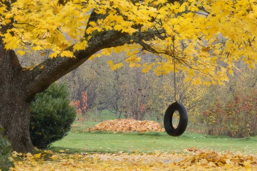 OR, Hood River Tire swing hangs from tree branch art print by Don Paulson for $57.95 CAD