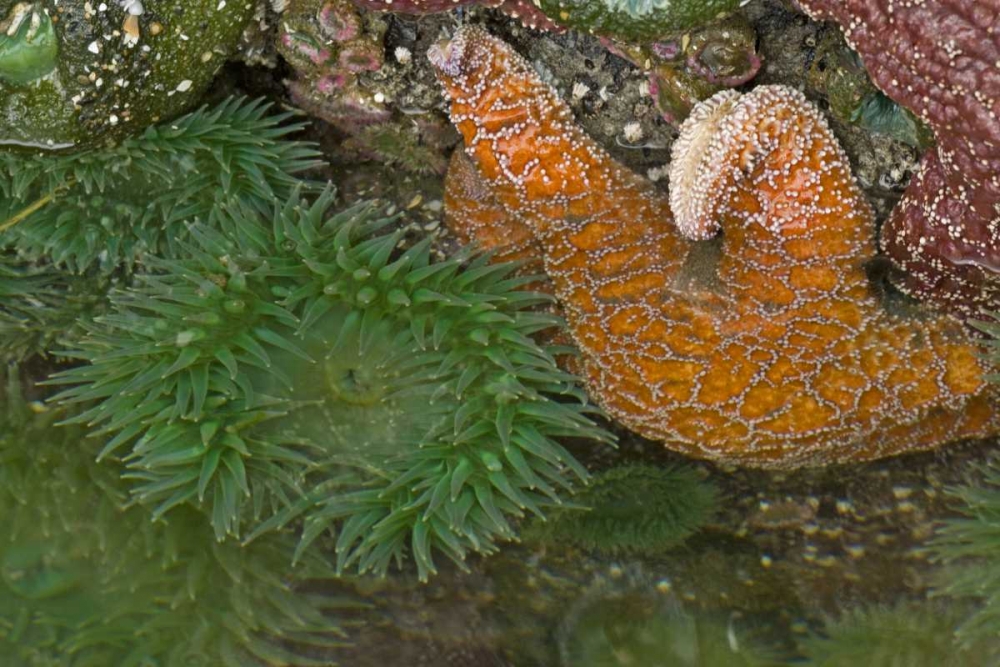 OR, Bandon Beach Sea stars and anemones art print by Cathy and Gordon Illg for $57.95 CAD