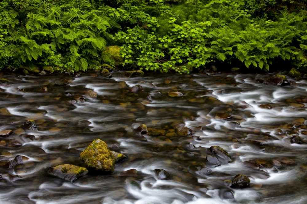 OR, Columbia Gorge Eagle Creek with vegetation art print by Jean Carter for $57.95 CAD