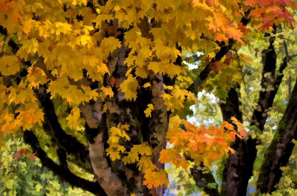 OR, Scottsburg Maple tree in Scottsburg Co Park art print by Jean Carter for $57.95 CAD