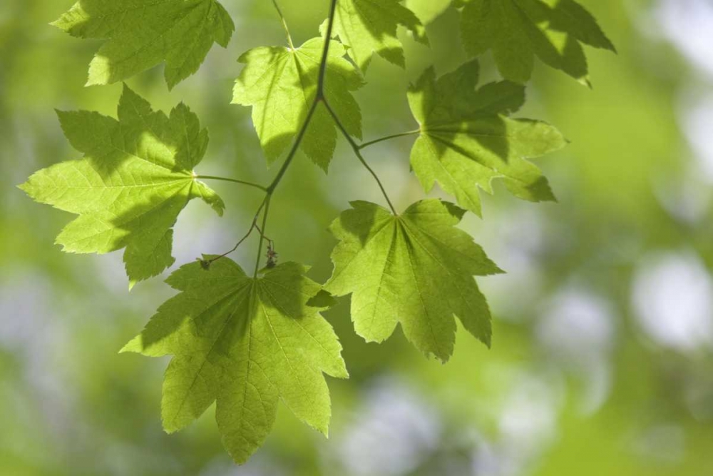 OR, Silverton Vine maple in Silver Falls SP art print by Don Paulson for $57.95 CAD