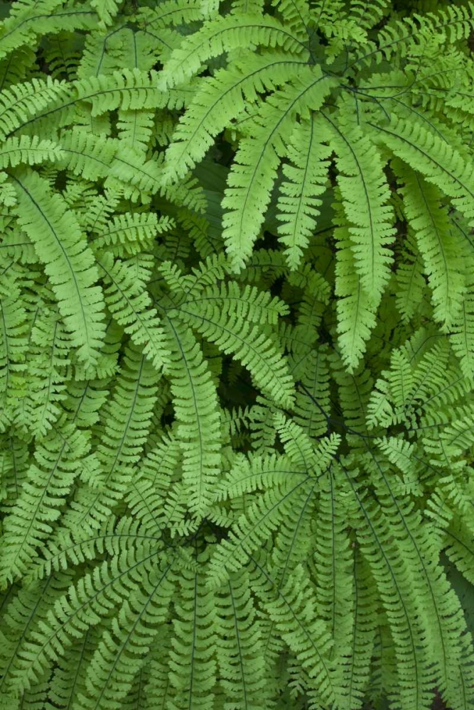 OR Maidenhair ferns in Silver Falls SP art print by Don Paulson for $57.95 CAD