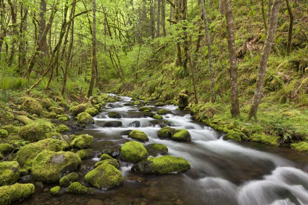 Oregon, Columbia River Gorge Gorton Creek art print by Don Paulson for $57.95 CAD