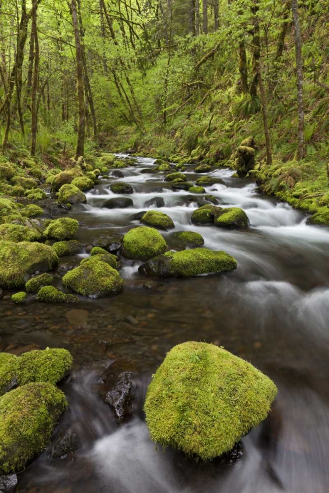 Oregon, Columbia River Gorge Gorton Creek art print by Don Paulson for $57.95 CAD