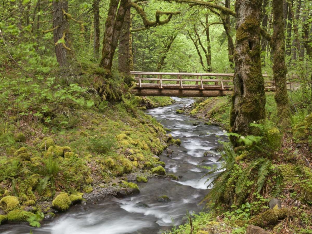 OR, Columbia Gorge Wooden bridge over Creek art print by Don Paulson for $57.95 CAD