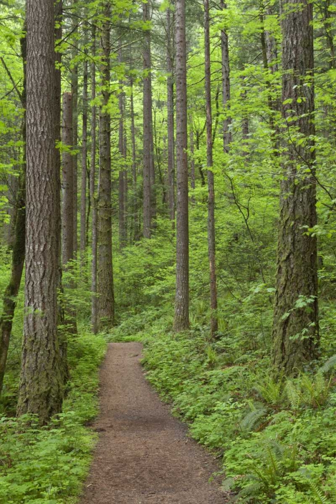 Oregon, Columbia River Gorge Elowah Falls Trail art print by Don Paulson for $57.95 CAD