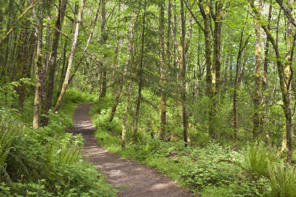 Oregon, Columbia River Gorge Elowah Falls Trail art print by Don Paulson for $57.95 CAD