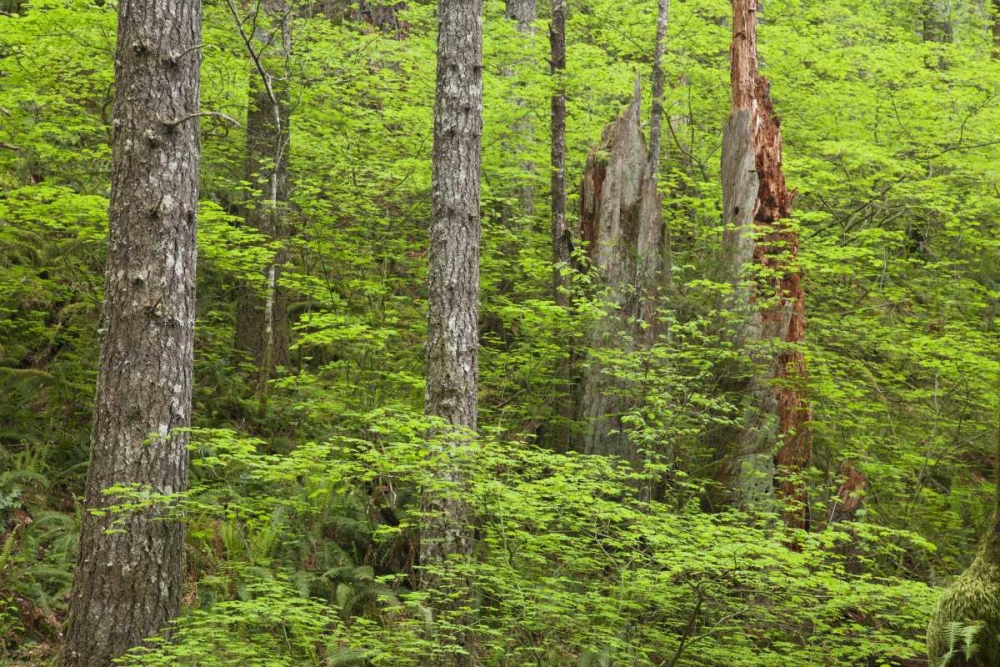OR, Columbia Gorge Forest from Eagle Creek Trail art print by Don Paulson for $57.95 CAD