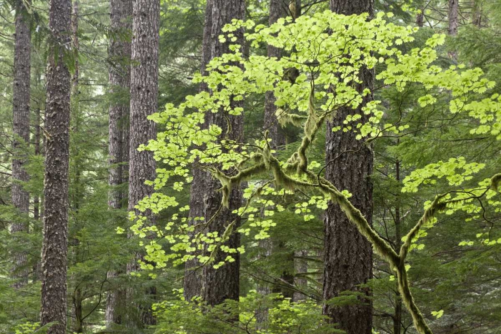 OR, Columbia Gorge Forest from Eagle Creek Trail art print by Don Paulson for $57.95 CAD