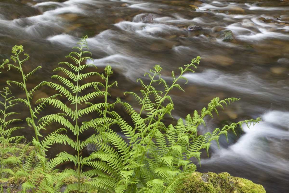 OR, Columbia Gorge Lady fern by Tanner Creek art print by Don Paulson for $57.95 CAD