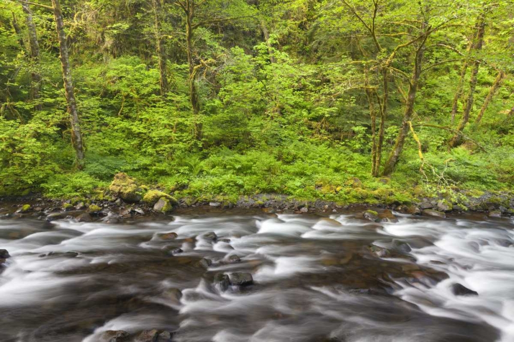 Oregon, Columbia River Gorge Tanner Creek art print by Don Paulson for $57.95 CAD