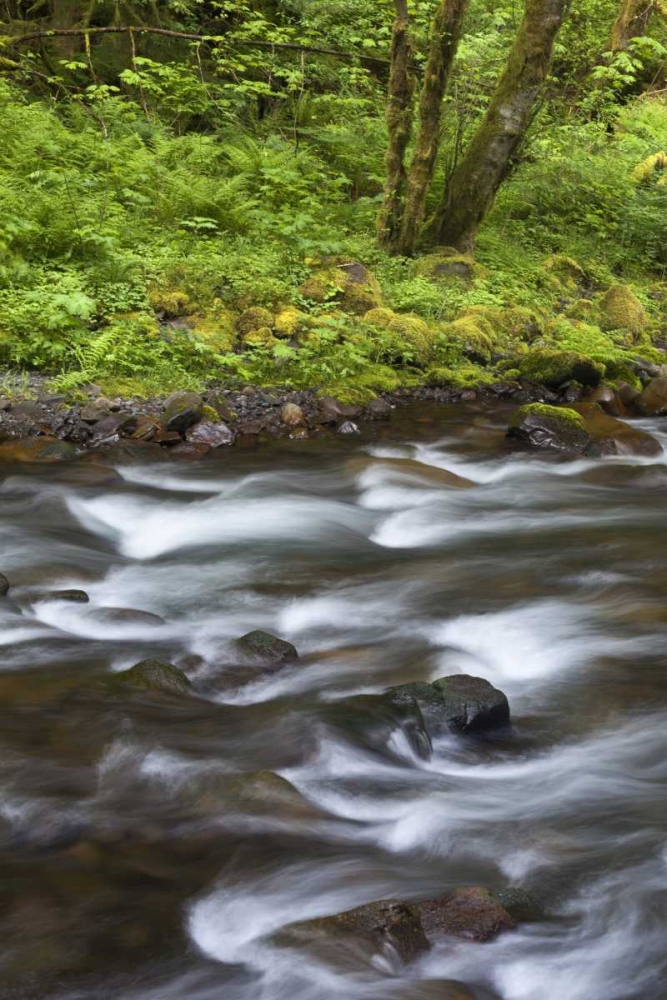 Oregon, Columbia River Gorge Tanner Creek art print by Don Paulson for $57.95 CAD