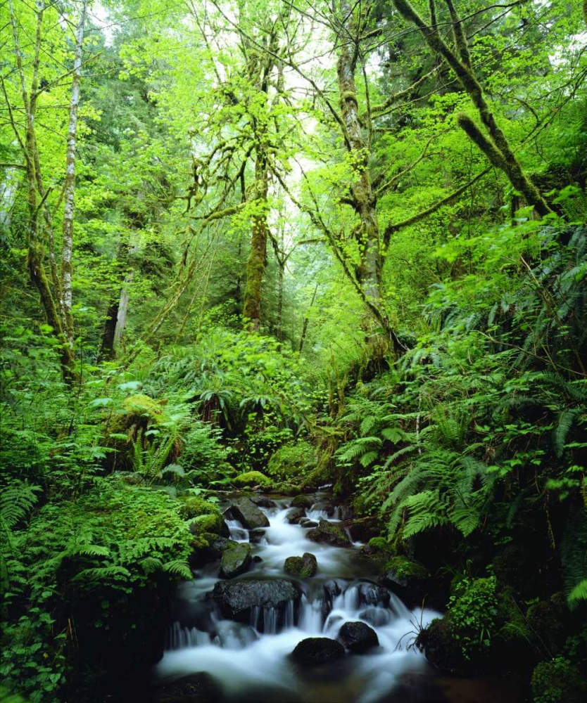 USA, Oregon, A stream in an old-growth forest art print by Christopher Talbot Frank for $57.95 CAD