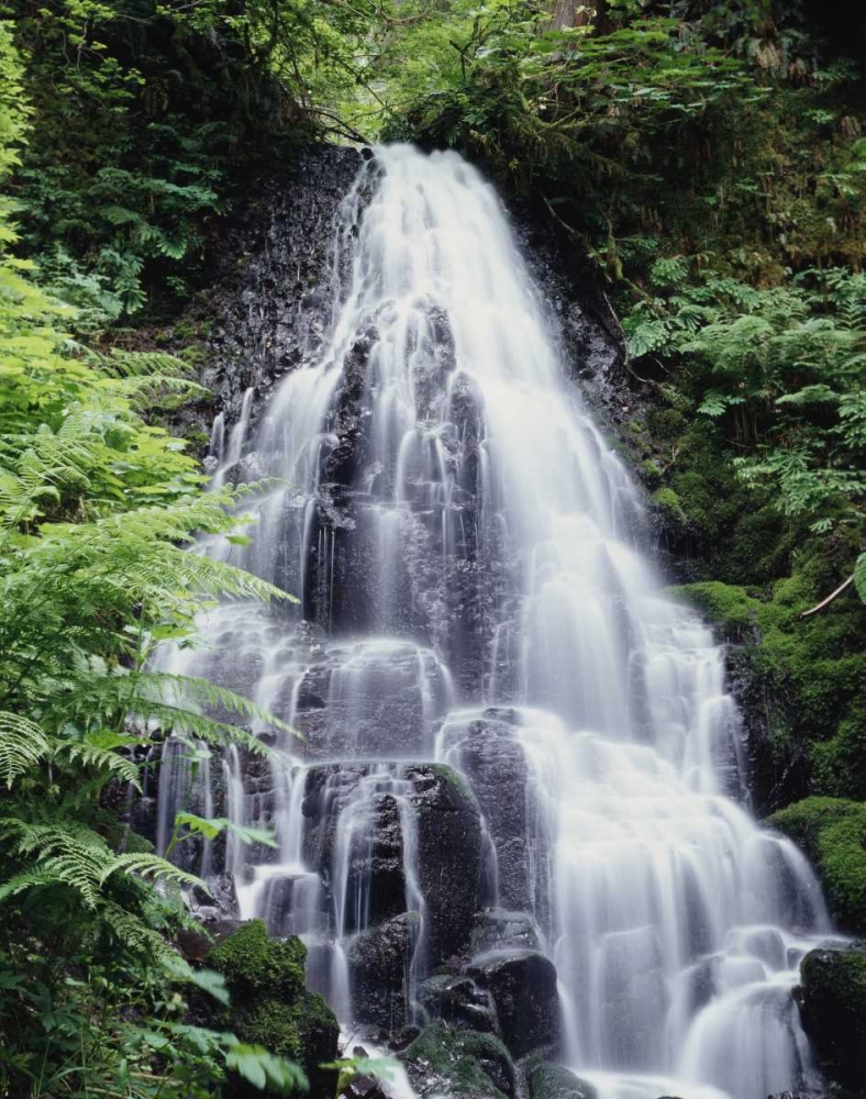 USA, Oregon, A Waterfall amongst ferns art print by Christopher Talbot Frank for $57.95 CAD