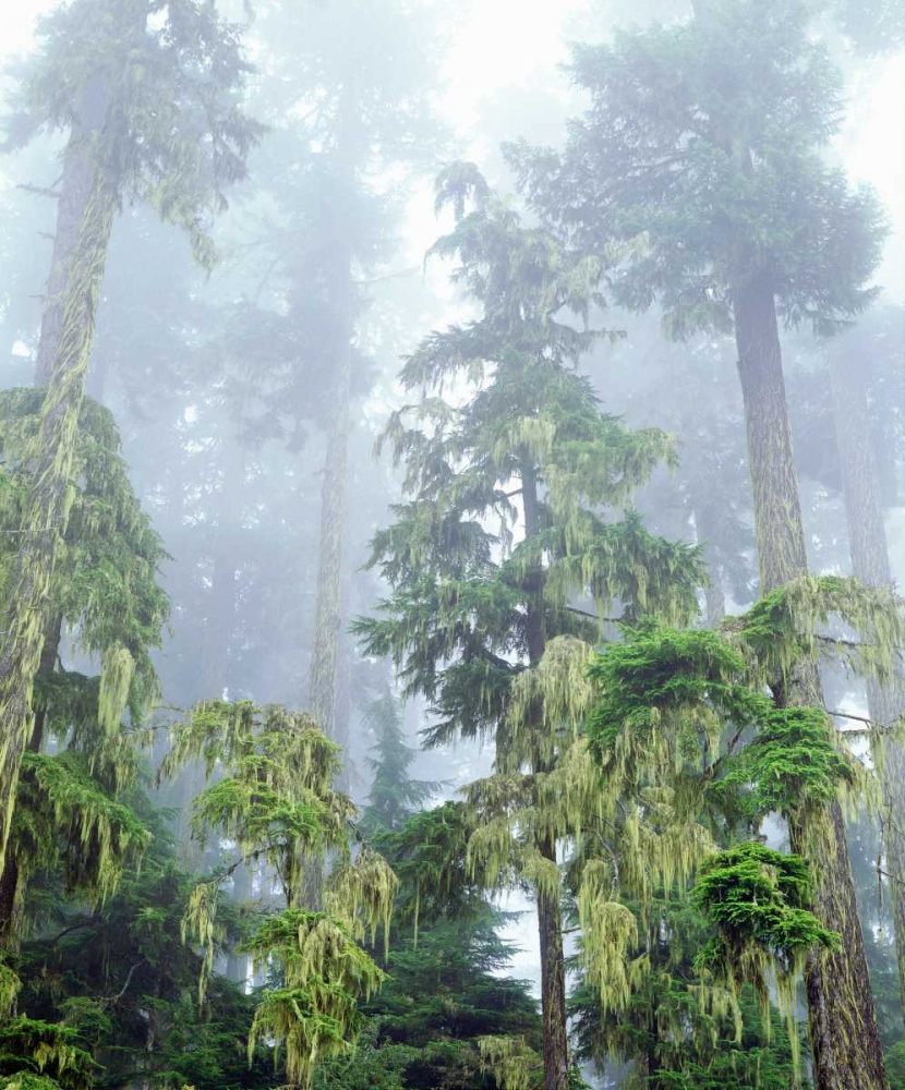 OR, Old-growth Douglas Fir tree in the rainforest art print by Christopher Talbot Frank for $57.95 CAD