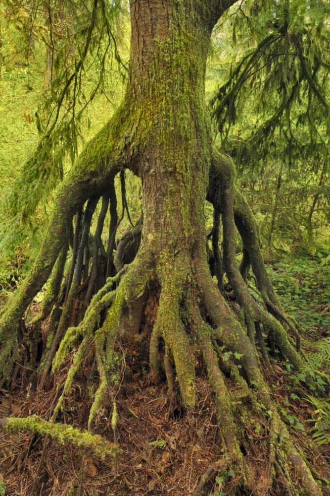 OR, Tryon Creek Cedar growing from nursery stump art print by Steve Terrill for $57.95 CAD