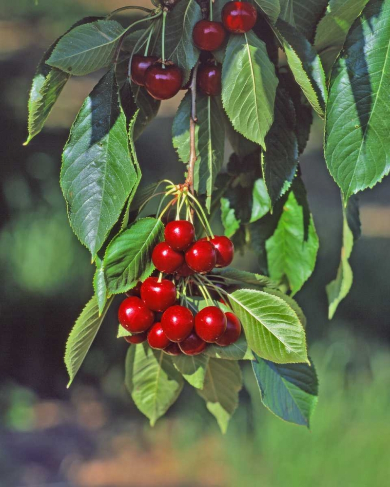 Oregon, Mosier Cherries hanging in tree art print by Steve Terrill for $57.95 CAD