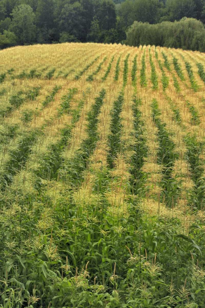 USA, Oregon Rows of corn on Sauvie Island art print by Steve Terrill for $57.95 CAD