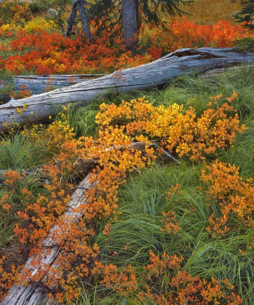 OR, Willamette NF Backcountry meadow in autumn art print by Steve Terrill for $57.95 CAD