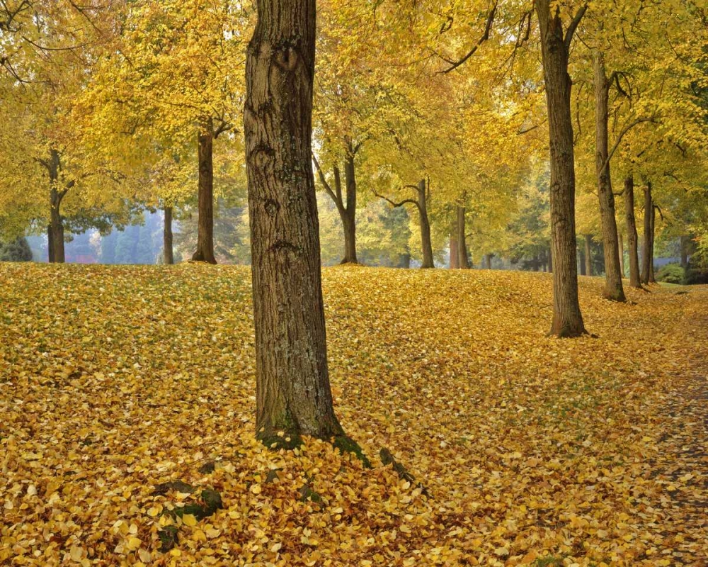 OR, Portland American linden trees in autumn art print by Steve Terrill for $57.95 CAD