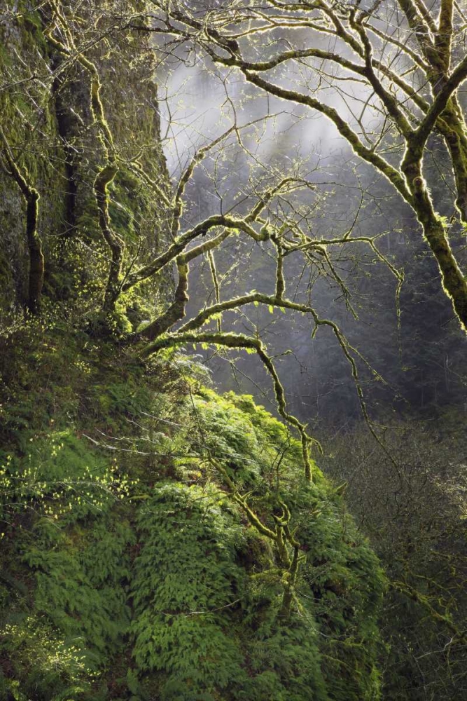 OR, Columbia Gorge NSA Moss-covered maple trees art print by Steve Terrill for $57.95 CAD