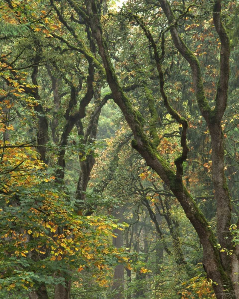 Oregon, Champoeg SP Autumn forest trees art print by Steve Terrill for $57.95 CAD