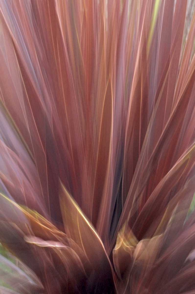 USA, Oregon, Portland Abstract of red flax plant art print by Steve Terrill for $57.95 CAD