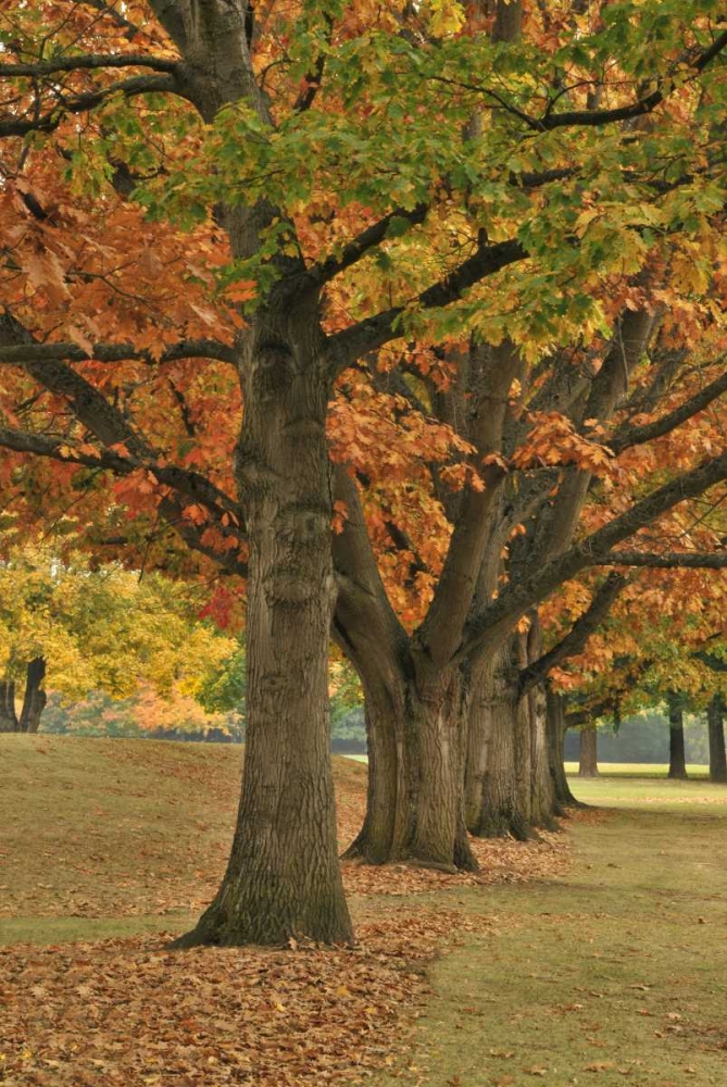 USA, Oregon, Portland Red oaks at Fernhill Park art print by Steve Terrill for $57.95 CAD