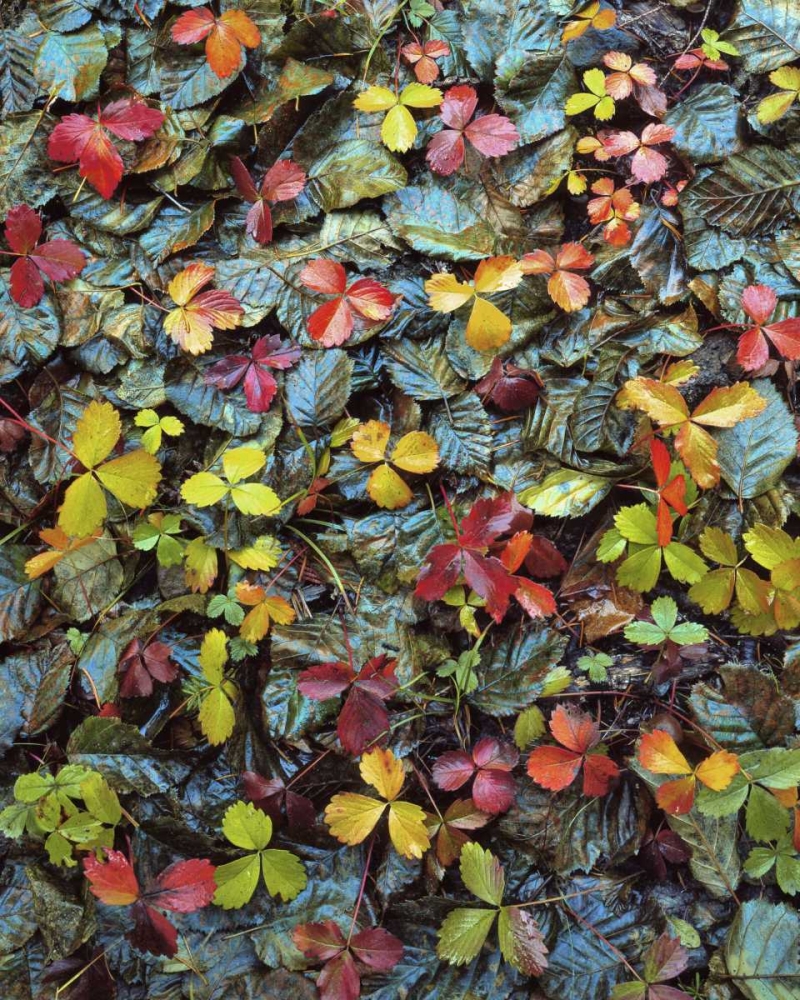 OR, Mt Hood NF Wild strawberry and alder leaves art print by Steve Terrill for $57.95 CAD
