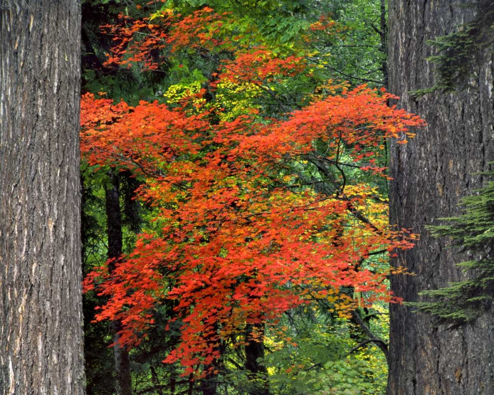 OR, Mt Hood NF Vine maple and Douglas fir trees art print by Steve Terrill for $57.95 CAD