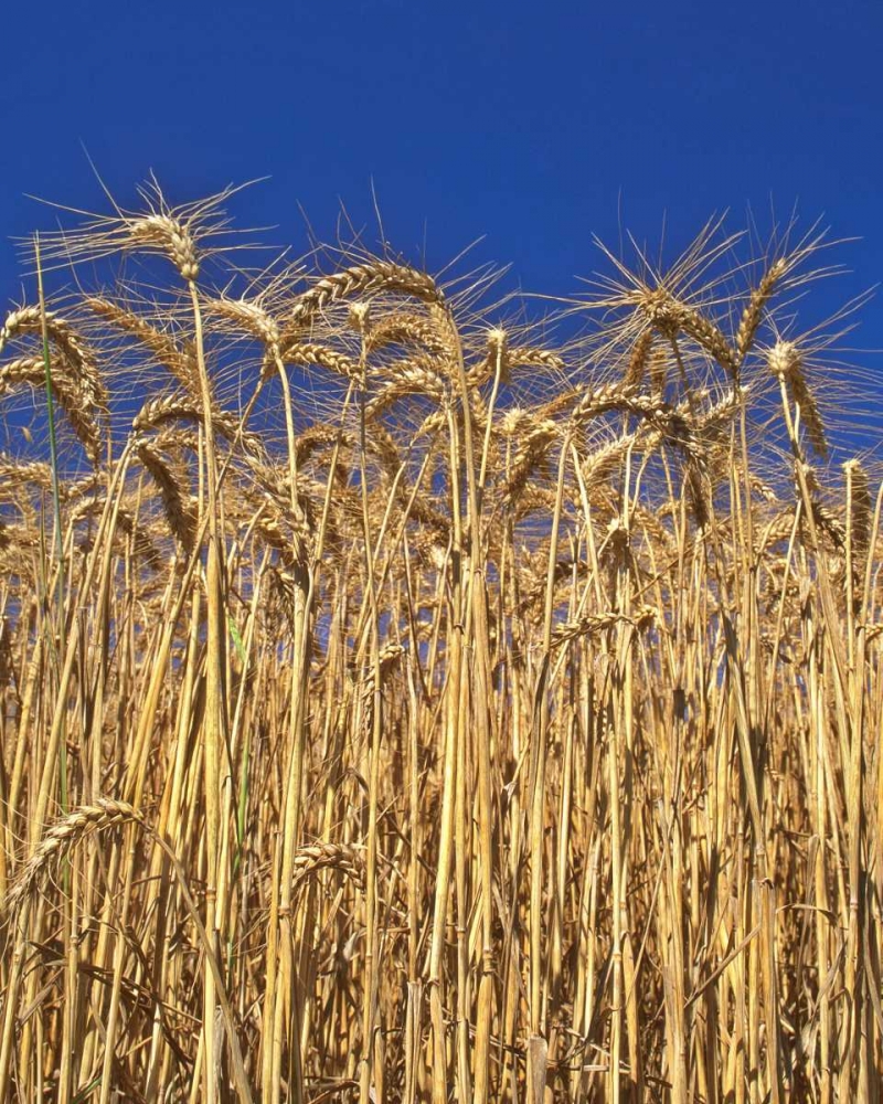 Oregon, Yamhill County Tall wheat stalks art print by Steve Terrill for $57.95 CAD