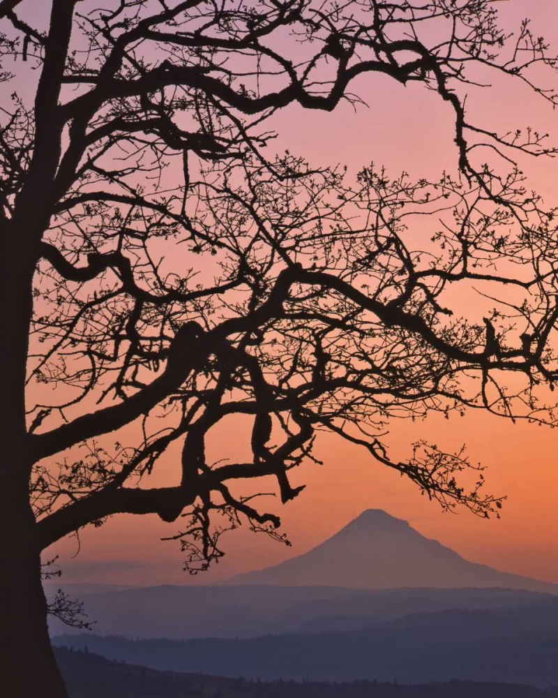 OR, Columbia Gorge Mt Hood framed by oak tree art print by Steve Terrill for $57.95 CAD
