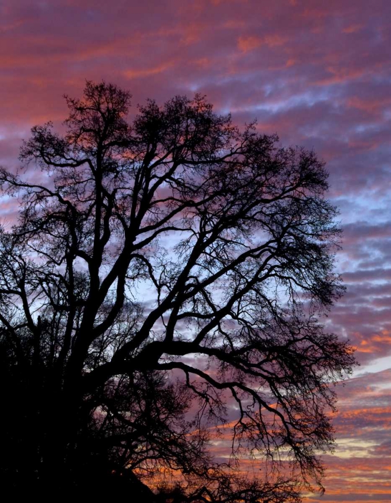 OR, Multnomah Co, Silhouette of oak at sunrise art print by Steve Terrill for $57.95 CAD