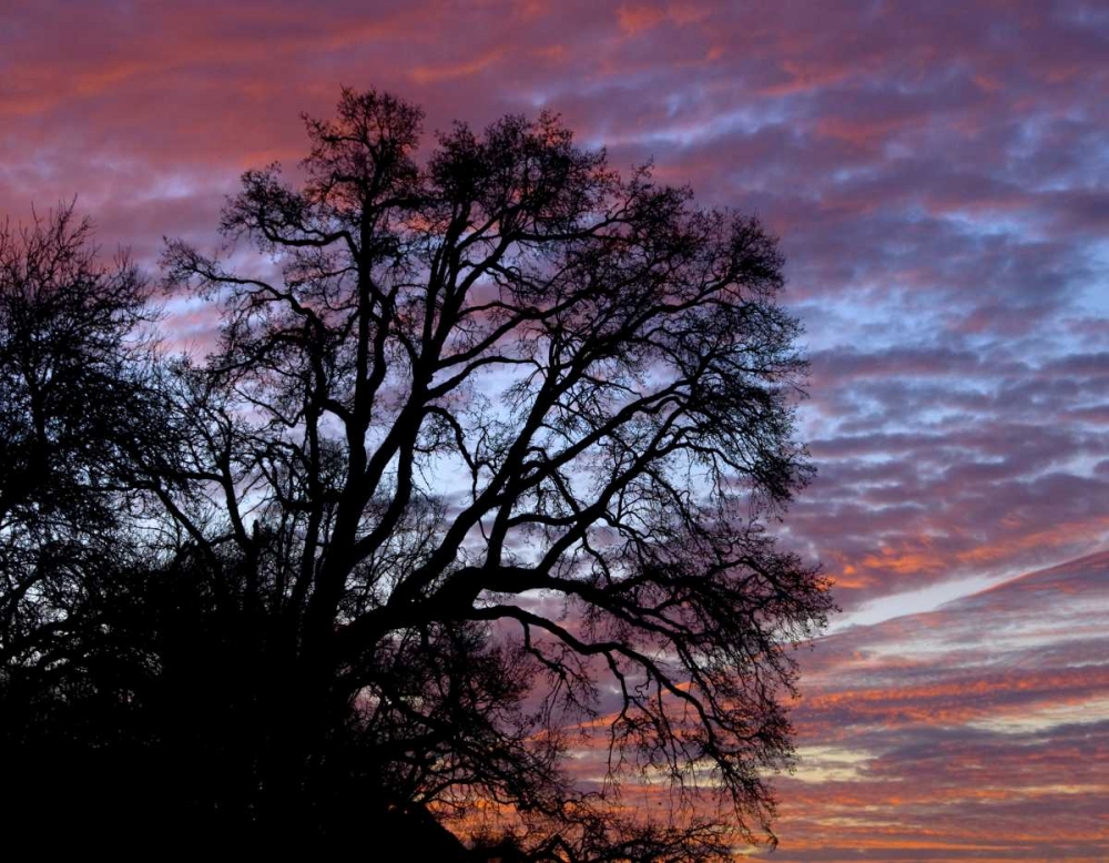 OR, Multnomah Co, Oak tree at sunrise art print by Steve Terrill for $57.95 CAD