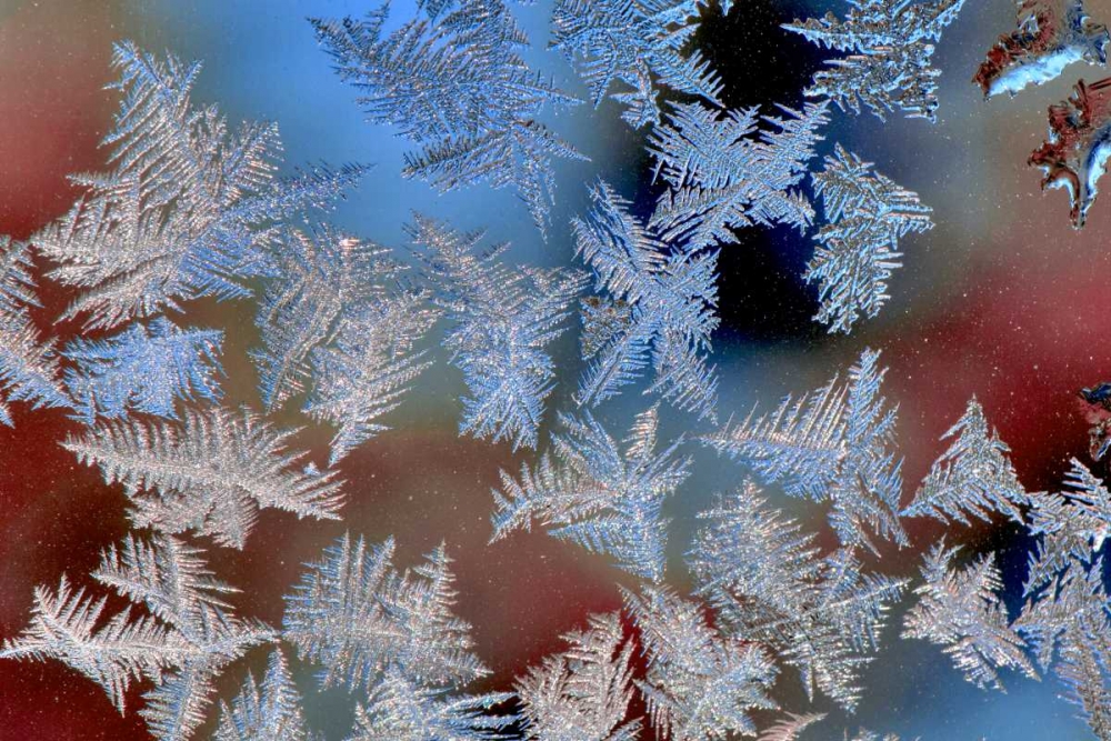 Oregon, Portland Ice crystals on window pane art print by Steve Terrill for $57.95 CAD