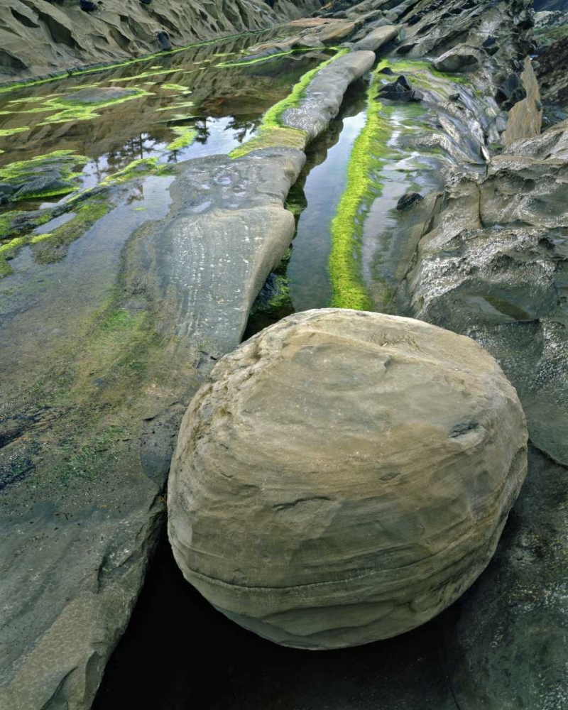 Oregon, Shore Acres SP Smooth sandstone boulder art print by Steve Terrill for $57.95 CAD