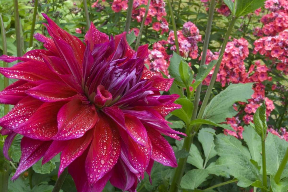 OR, Portland Dahlia and phlox with droplets art print by Marie Bush for $57.95 CAD