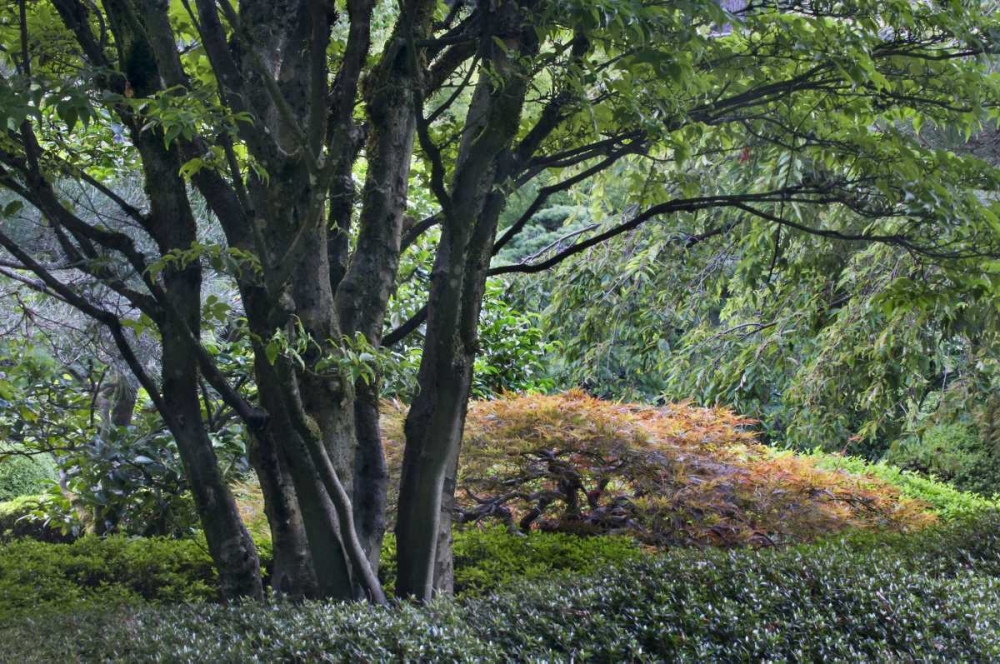 Oregon, Portland, Green lush garden scenic art print by Marie Bush for $57.95 CAD