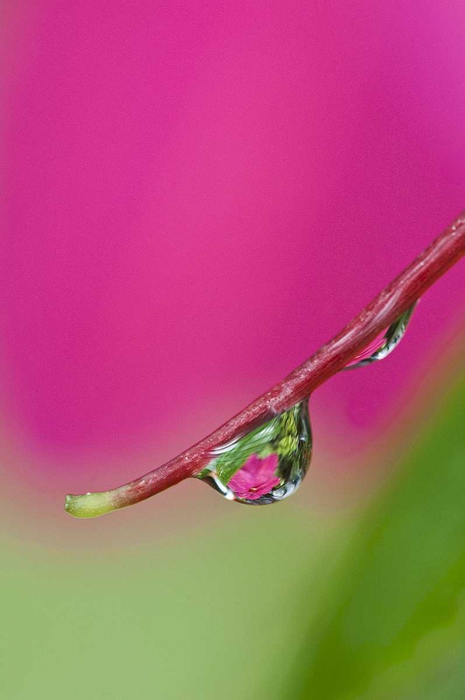 Oregon, Shore Acres Water droplet reflection art print by Nancy Rotenberg for $57.95 CAD