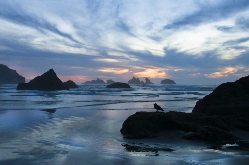 Oregon, Bandon Beach Seagull on rock at twilight art print by Nancy Rotenberg for $57.95 CAD