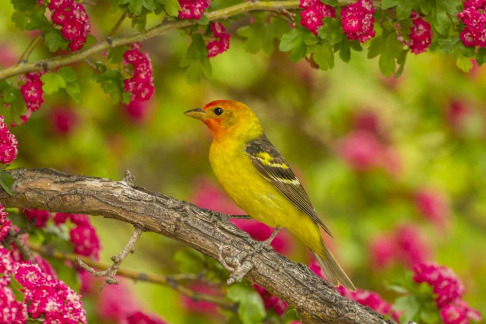 Oregon, Malheur NWR Western tanager on limb art print by Cathy and Gordon Illg for $57.95 CAD
