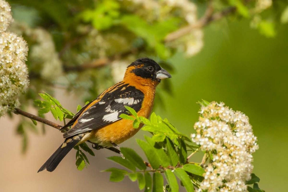 Oregon, Malheur NWR Black-headed grosbeak art print by Cathy and Gordon Illg for $57.95 CAD